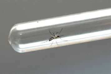 Coleta de esgoto e outros serviços de saneamento básico tem impacto importante no combate a dengue